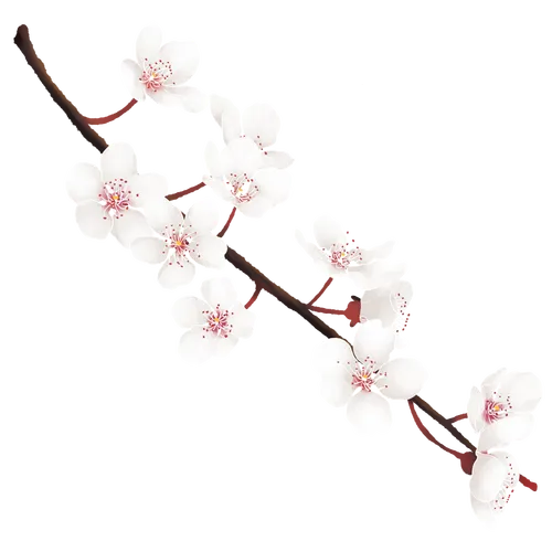 白色花卉点缀红蕊春日树枝生机盎然PNG素材